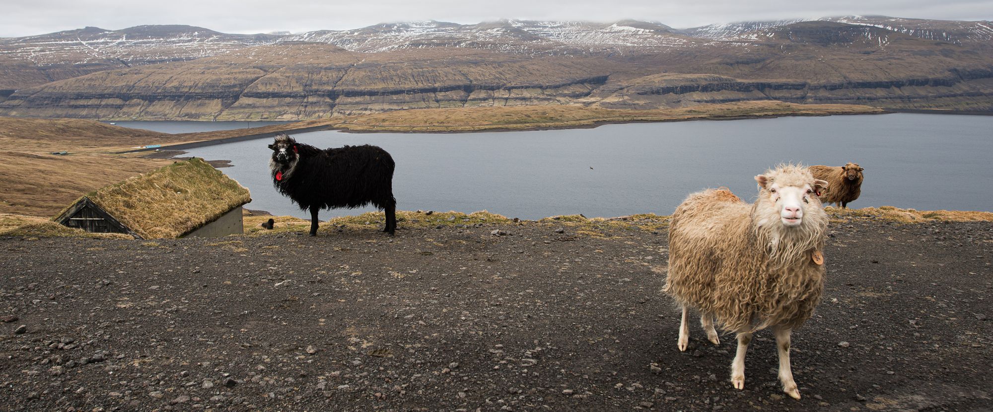Sheep of Faroe Islands