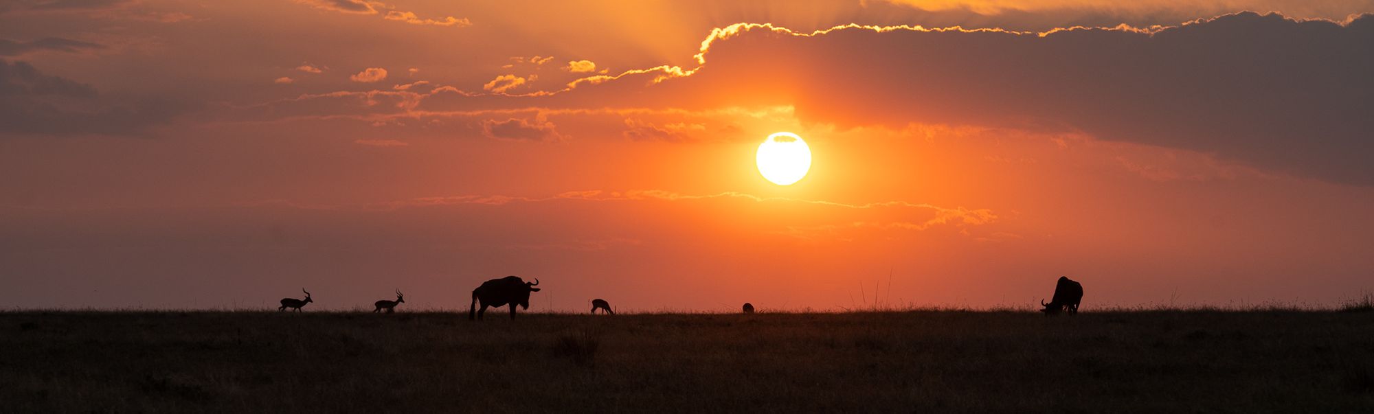 Safari: Masai Mara, Kenya